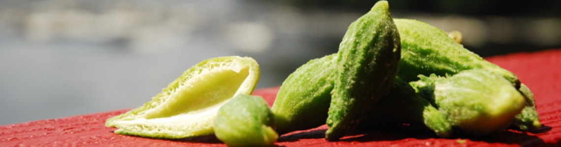 Gourmet Sauvage – From Nature to your Table
