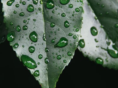 Do You Take Care of Your Planet?