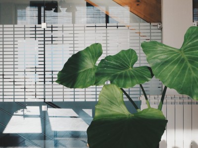 Indoor Plants and Air Quality