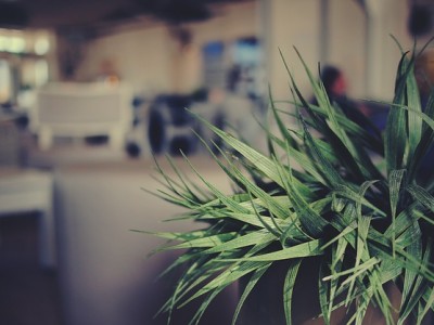 Procurez-vous une plante d’intérieur