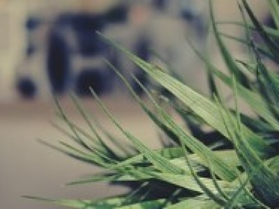 Purchase an Indoor Plant