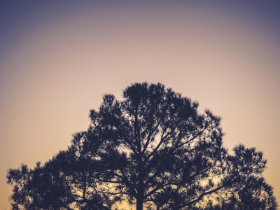 Nature and Vitality