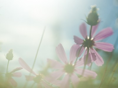 Les carences en vitamine D