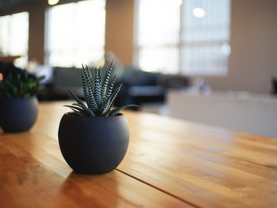 Plantes d’intérieur et stress