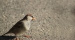 Observer les animaux à l'extérieur