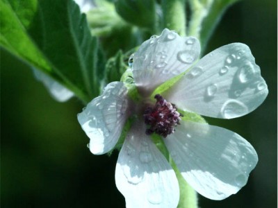 Reconnaître les plantes