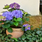 Des fleurs pour ma maman!