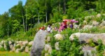 Renseignez-vous sur les plantes médicinales