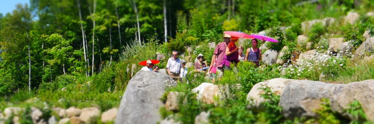 Renseignez-vous sur les plantes médicinales