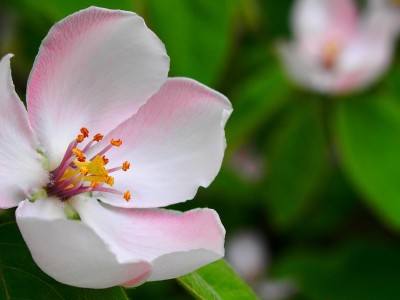 Êtes-vous un(e) expert(e) en plantes thérapeutiques?