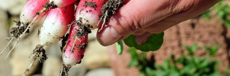 Protégé : Se faire un potager
