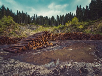 Se renseigner sur la déforestation