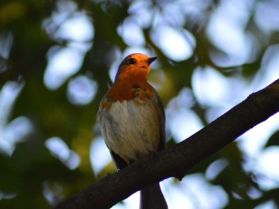 Reconnaître les oiseaux
