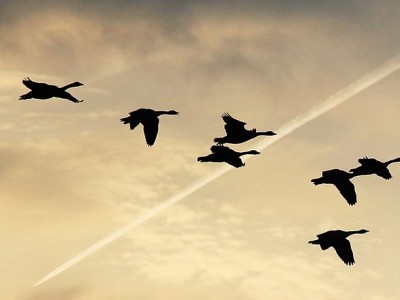 Découvrir la beauté des vols d'oiseaux