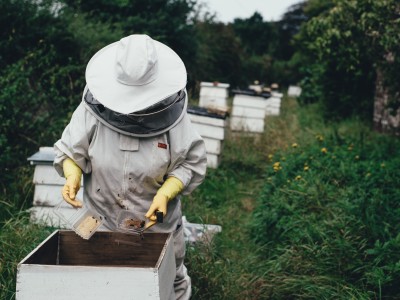 L’apiculture urbaine
