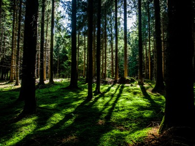 Comprendre les impacts de l'huile de palme