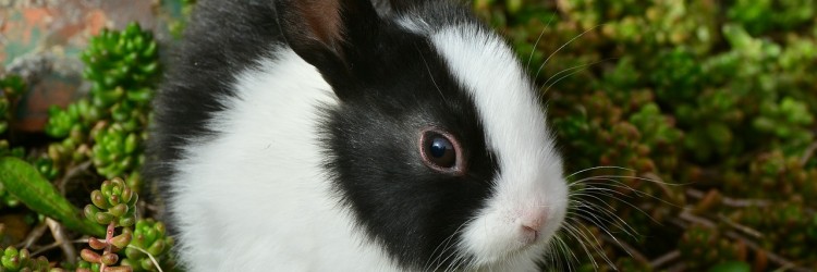 Maquillage et animaux
