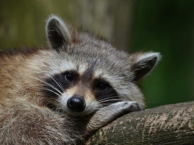 Aider les animaux sauvages