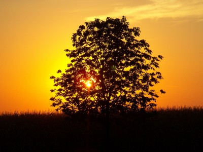 Arbres et oxygène