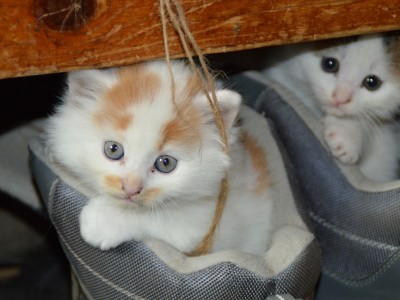 Animaux de compagnie et stress
