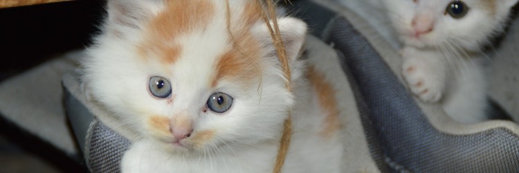 Animaux de compagnie et stress