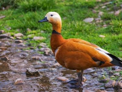 Oiseau le plus dangereux