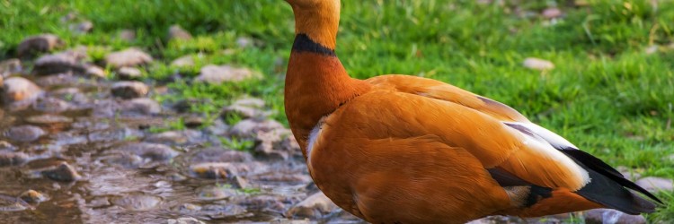 Oiseau le plus dangereux