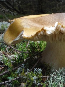 Évasion dans un parc nature